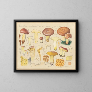 Hans Walty - Boletus granulatus L.webp