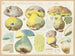 Boletus macrocephalus - Hans Baldung — Ansicht des Kunstwerks