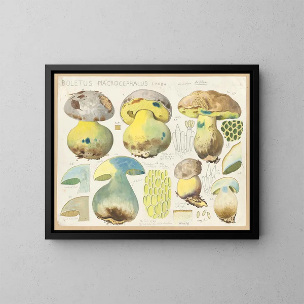 Boletus macrocephalus - Hans Baldung — gerahmtes Bild an der Wand