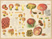 Boletus pierrhuguesii Boletus versicolor - Hans Baldung — vista dell’opera