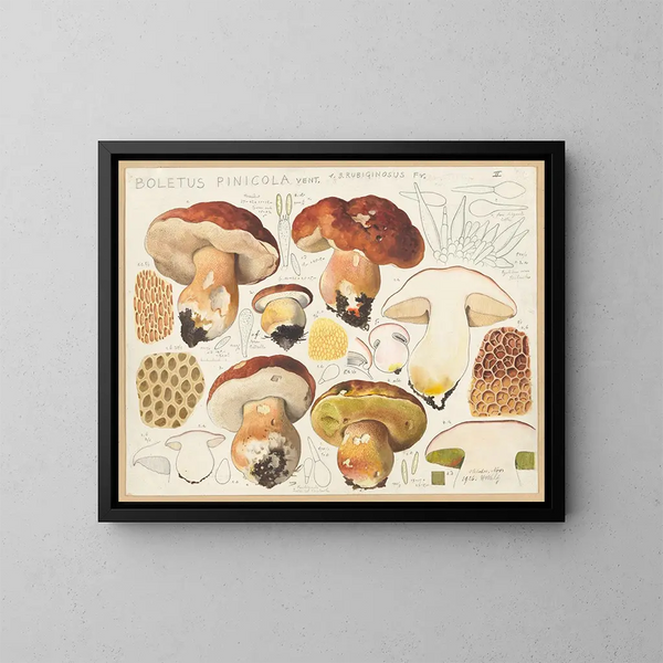 Bolet pinicola - Hans Baldung — gerahmtes Bild an der Wand