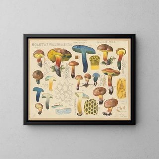 Boletus pulverulentus Opatowski radikans - Hans Baldung — gerahmtes Bild an der Wand