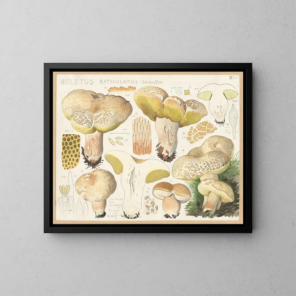 Boletus réticulé - Hans Baldung — gerahmtes Bild an der Wand