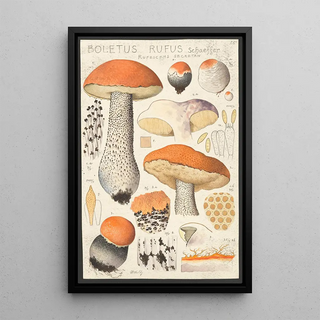 Hans Walty - Boletus rufus Schaeffer rufescens secretan.webp