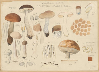 Hans Walty - Boletus scaber Bull.webp
