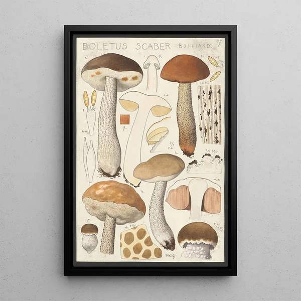 Hans Walty - Boletus scaber Bulliard.webp