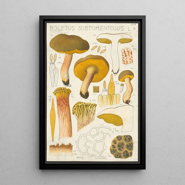 Hans Walty - Boletus subtomentosus L.webp