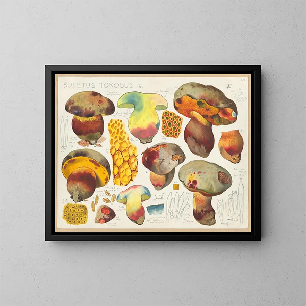 Boletus torosus - Hans Baldung — gerahmtes Bild an der Wand