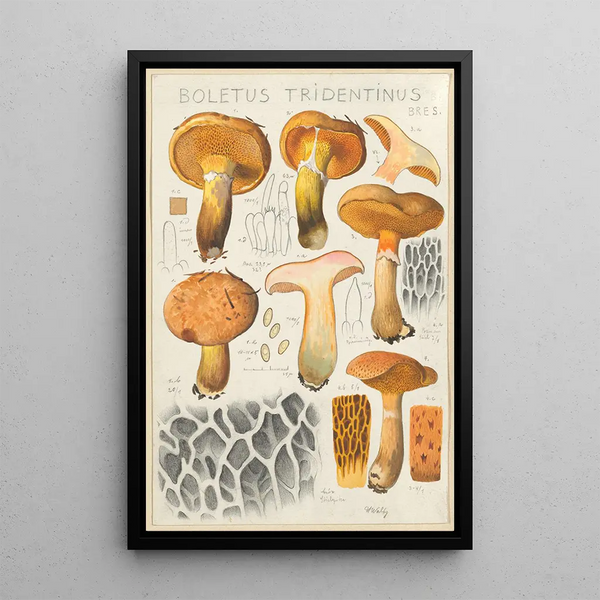 Hans Walty - Boletus tridentinus.webp