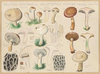 Hans Walty - Boletus viscidus L Boletopsis viscida Hennings.webp