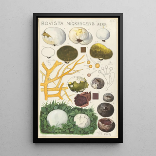 Hans Walty - Bovista nigrescens.webp