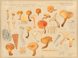 Hans Walty - Cantharellus aurantiacus Wulf.webp