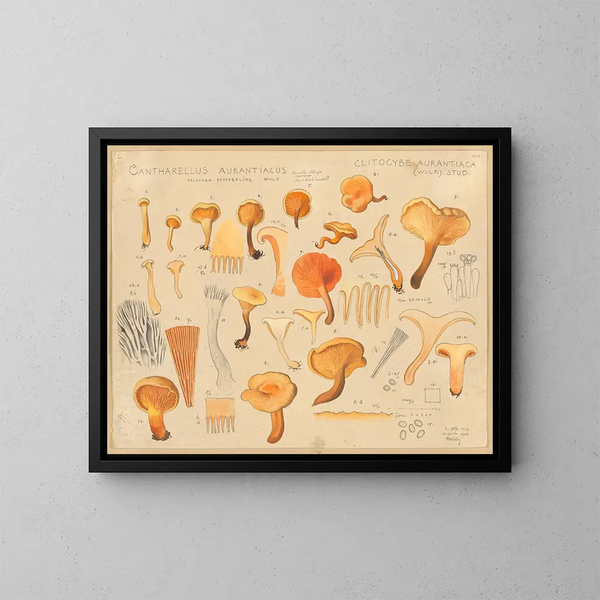Chanterelle orangée - Hans Baldung — gerahmtes Bild an der Wand