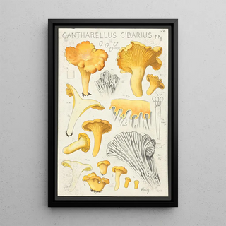 Hans Walty - Cantharellus cibarius Fr.webp