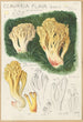 Clavaria flava - Hans Baldung — artwork view