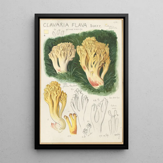 Hans Walty - Clavaria flava.webp