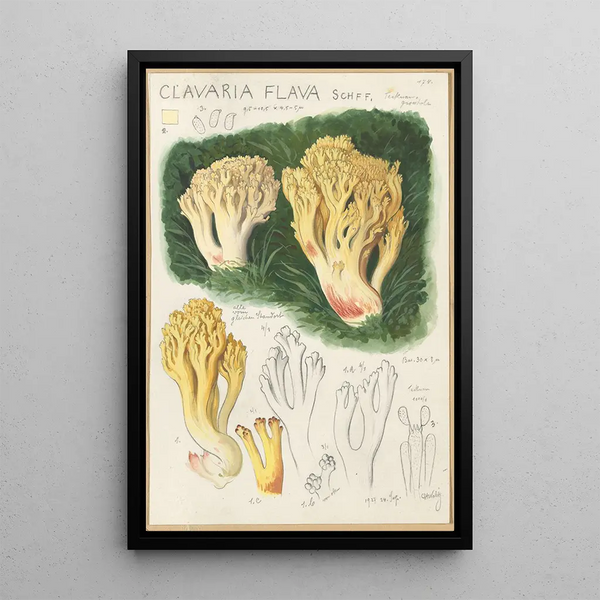 Hans Walty - Clavaria flava.webp