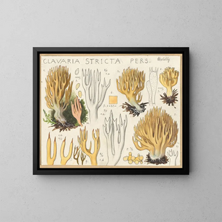 Hans Walty - Clavaria stricta.webp