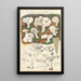 Clitocybe dealbata - Hans Baldung — gerahmtes Bild an der Wand