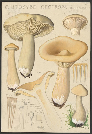 Hans Walty - Clitocybe geotropa Bulliard.webp