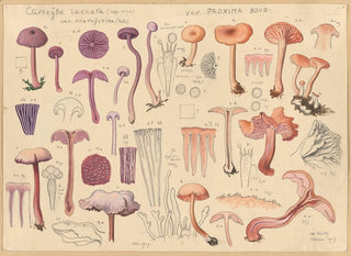 Clitocybe laccaire - Hans Baldung — Ansicht des Kunstwerks