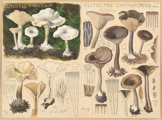 Hans Walty - Clitocybe vibecina Clitocybe cyathiformis.webp