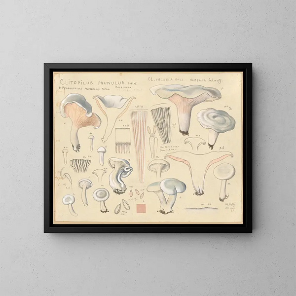 Clitopile prunule - Hans Baldung — quadro incorniciato alla parete