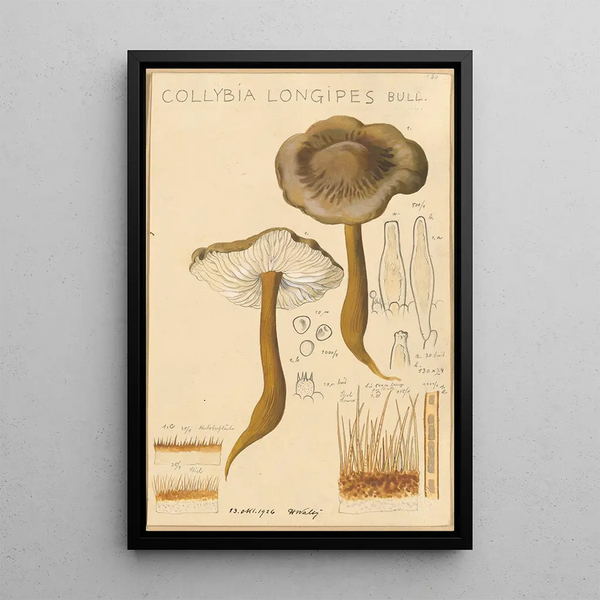 Hans Walty - Collybia longipes.webp