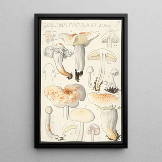 Hans Walty - Collybia maculata Schw.webp