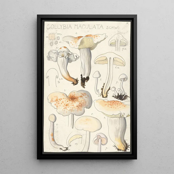 Hans Walty - Collybia maculata Schw.webp
