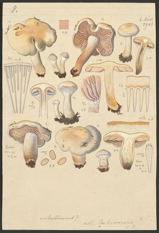 Hans Walty - Cortinarius argutus.webp