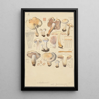 Hans Walty - Cortinarius argutus.webp