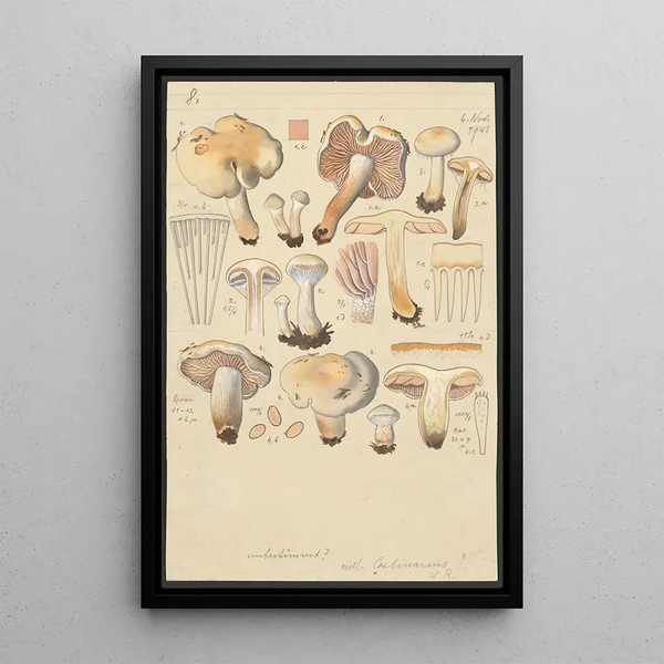 Hans Walty - Cortinarius argutus.webp