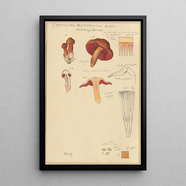 Hans Walty - Dermocybe Anthracina Fr.webp
