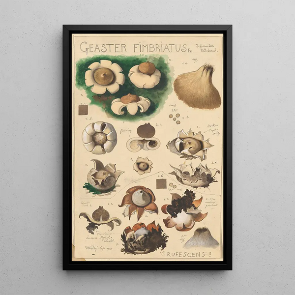 Hans Walty - Geaster fimbriatus.webp