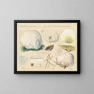 Hans Walty - Globaria bovista Qul Calvatia maxima Schaeff morgan.webp
