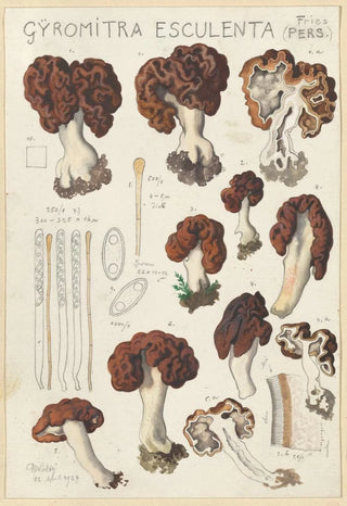 Hans Walty - Gyromitra esculenta.webp