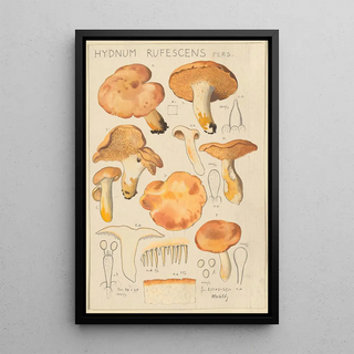 Hans Walty - Hydnum rufescens.webp