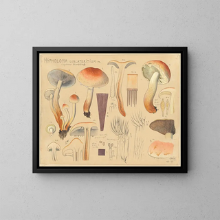 Hans Walty - Hypholoma sublateritium Fr.webp