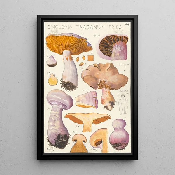 Hans Walty - Inoloma Traganum Fries.webp
