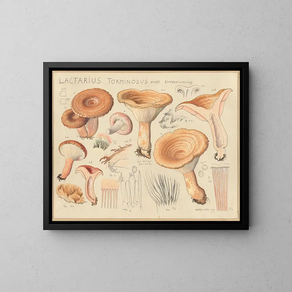 Lactaire torminosus - Hans Baldung — quadro incorniciato alla parete