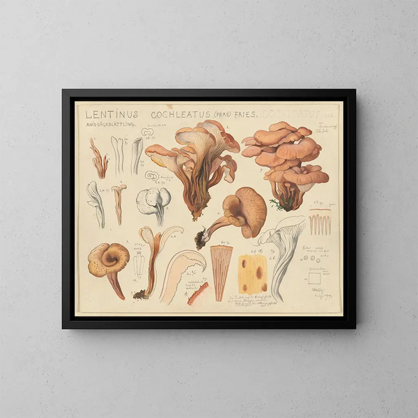 Lentinus cochleatus - Hans Baldung — quadro incorniciato alla parete