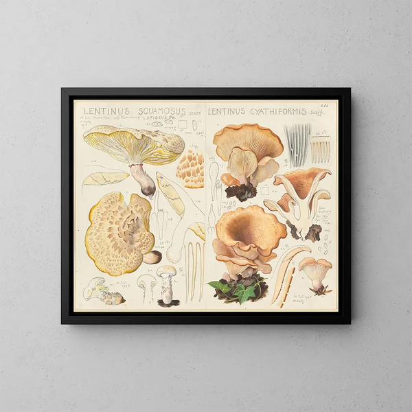 Lentinus squamosus et Lentinus cyathiformis - Hans Baldung — quadro incorniciato alla parete