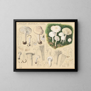 Hans Walty - Limacium eburneum Bull.webp