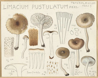 Hans Walty - Limacium pustulatum.webp