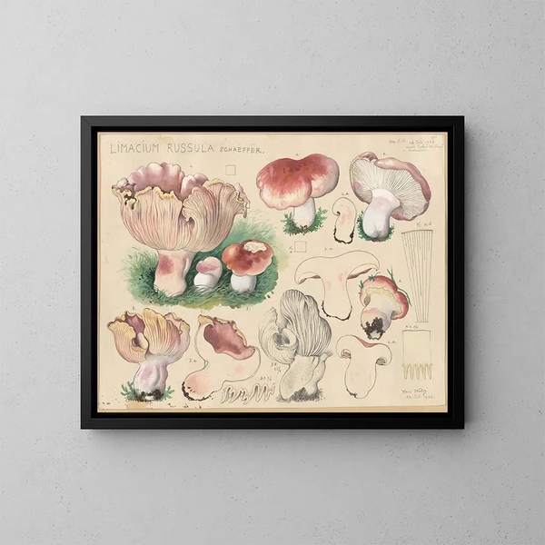 Limacium russula - Hans Baldung — quadro incorniciato alla parete