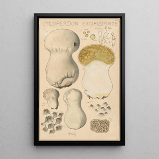 Hans Walty - Lycoperdon excipuliforme.webp