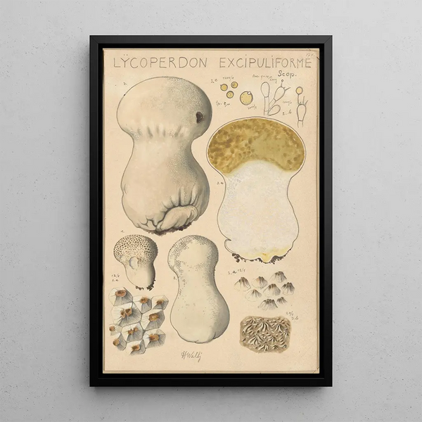 Hans Walty - Lycoperdon excipuliforme.webp