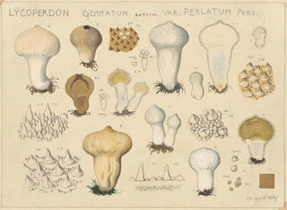 Hans Walty - Lycoperdon gemmatum Batsch var perlatum Pers.webp