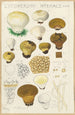 Lycoperdon hyemale - Hans Baldung — Ansicht des Kunstwerks